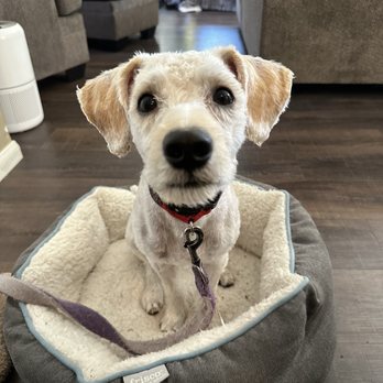 Woofie's - Pet Sitting Near Me
