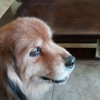 Angel Veterinary Services - The amazing Prince of Barkness! - Veterinarians Near Me - Phoenix, Arizona