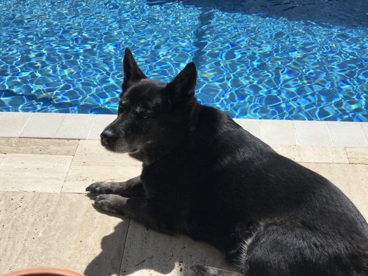 ANIMAL HOSPITAL OF NEW PORT RICHEY - Updated July 2025 - 15 Reviews