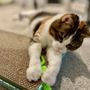 Kitty Momma Cat Care