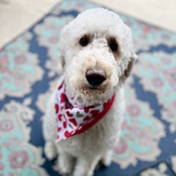 Paws On Wheels Spa