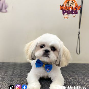 Honey Pets Grooming - Pet Groomers Near Me - La Mesa, California Honey Pets Grooming - Pet Groomers Near Me - La Mesa, California