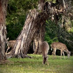 Belton Lake - Cedar Ridge Park