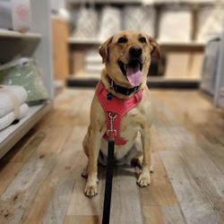 TJ Maxx
