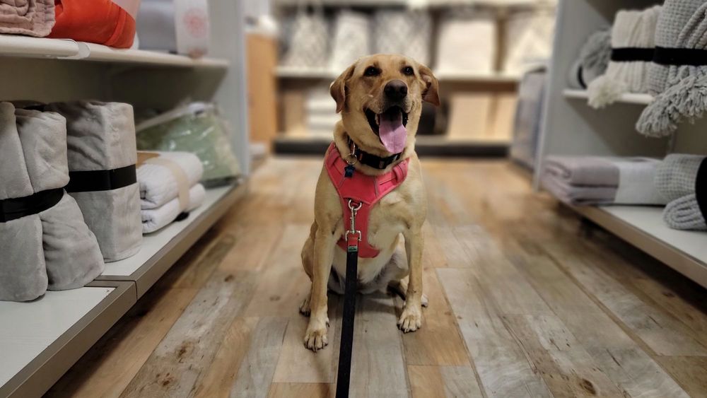 TJ Maxx