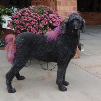 Midge's Pet Grooming - My sweet "ponydoodle" Bindi Sue - Pet Groomers Near Me - Greeley, Colorado