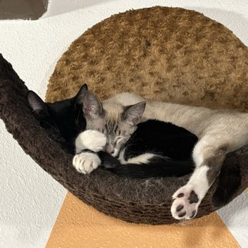 The Cat Cafe - Coffee & Tea Near Me - San Diego, California The Cat Cafe - Coffee & Tea Near Me - San Diego, California