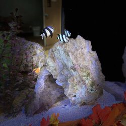 California Orthopaedic Institute - Relaxing Aquarium
