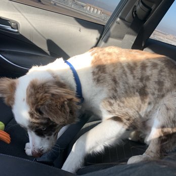 OMG Mobile Pet Spa & More - Shave down fur, bathe, cut nails - Pet Groomers Near Me - Wildomar, California OMG Mobile Pet Spa & More - Shave down fur, bathe, cut nails - Pet Groomers Near Me - Wildomar, California