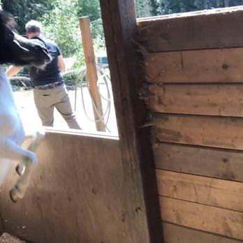 Mone Farms and Training Center - A miniature horse who could NOT stop pacing back and forth. - Horseback Riding Near Me - Snohomish, Washington