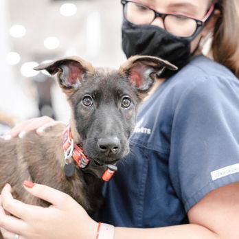 Your Pets Vets Woodlands - Veterinarians Near Me - Shenandoah, Texas Your Pets Vets Woodlands - Veterinarians Near Me - Shenandoah, Texas
