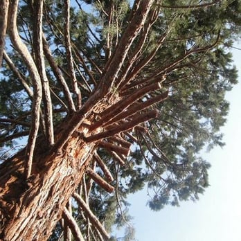 Elite Tree Service - After Ed Jenson unlawfully cut my sequoia. - Tree Services Near Me - Oakland, California