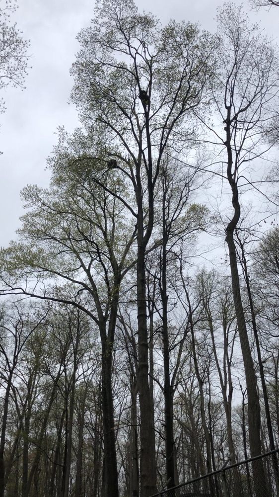 WEST VIRGINIA WILDIFE CENTER Zoos 163 Wildlife Rd, French Creek, WV