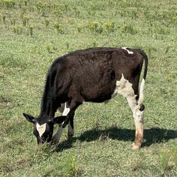 Duke Farm - Happy older calf.
