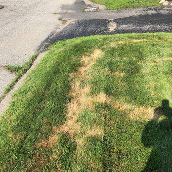 TruGreen Lawn Care - a patch of grass that has been mowed - Tree Services Near Me - Londonderry, New Hampshire TruGreen Lawn Care - a patch of grass that has been mowed - Tree Services Near Me - Londonderry, New Hampshire