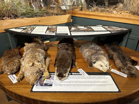 George B. Dorr Museum of Natural History by null