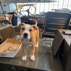 Denver Pet Sitting Company