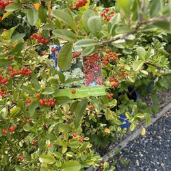 Lowe's Bayshore Nursery & Gifts - Some of the outdoor plant selection