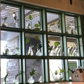 Flower Child - Cool window display with plant cuttings - New American Near Me - Phoenix, Arizona Flower Child - Cool window display with plant cuttings - New American Near Me - Phoenix, Arizona