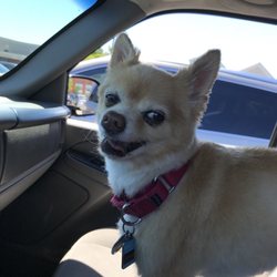 dog grooming scarborough