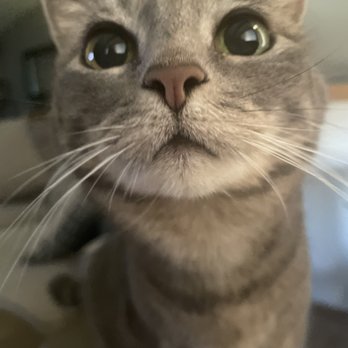 Curries - Cat getting my leftovers - Indian Near Me - Everett, Washington