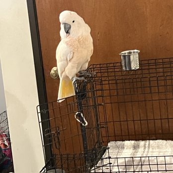 Tnt Exotics - Parakeet - Pet Breeders Near Me - Shelbyville, Indiana