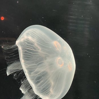 Newport Aquarium - Aquariums Near Me - Newport, Kentucky