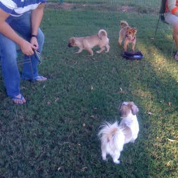 Dog Park at Washington Park - Pups! - Dog Parks Near Me - Phoenix, Arizona