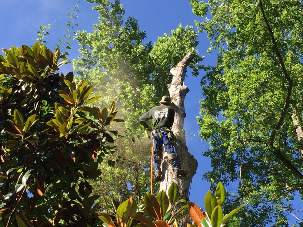 JJ's Landscape and Tree Service - tree service in Decatur, GA