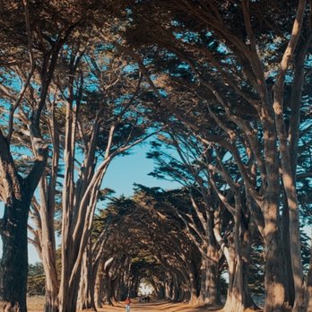 Cypress Tree Tunnel - Parks Near Me - Inverness, California Cypress Tree Tunnel - Parks Near Me - Inverness, California