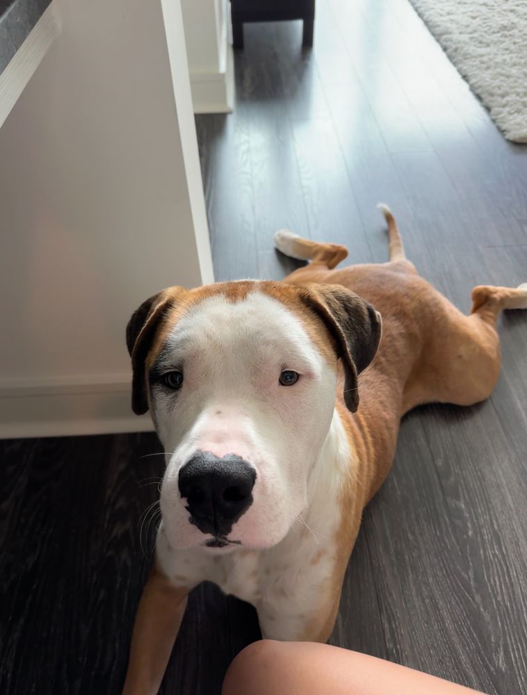 Highmark Kennel - pet boarding facility in Austin, TX