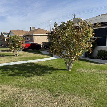Cal-Tree Services and Landscaping - Trimmed trees - Tree Services Near Me - Bakersfield, California Cal-Tree Services and Landscaping - Trimmed trees - Tree Services Near Me - Bakersfield, California