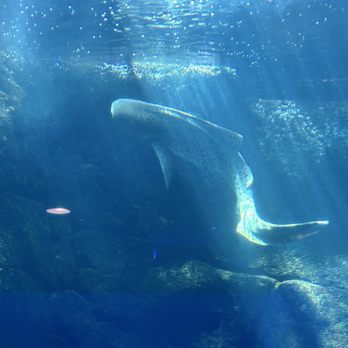 Waikiki Aquarium - Alert...shark! lol - Aquariums Near Me - Honolulu, Hawaii Waikiki Aquarium - Alert...shark! lol - Aquariums Near Me - Honolulu, Hawaii