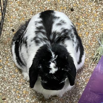 pet stores with bunnies near me