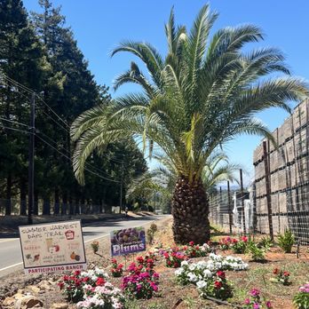 Gold Bud Farms - Beautiful Entrance - Fruits & Veggies Near Me - Placerville, California Gold Bud Farms - Beautiful Entrance - Fruits & Veggies Near Me - Placerville, California