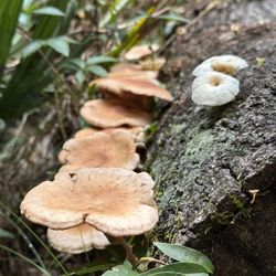 Ponce De Leon Springs State Recreation Area - Mushrooms on forest trail