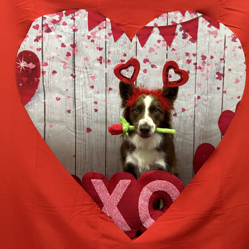 Pet Hotel La Jolla, San Diego, CA 92037 - Last Updated January 2026 - Yelp