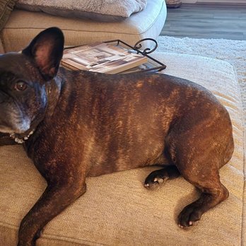 Placerville Animal Wellness - Luna story in review - Veterinarians Near Me - Placerville, California Placerville Animal Wellness - Luna story in review - Veterinarians Near Me - Placerville, California