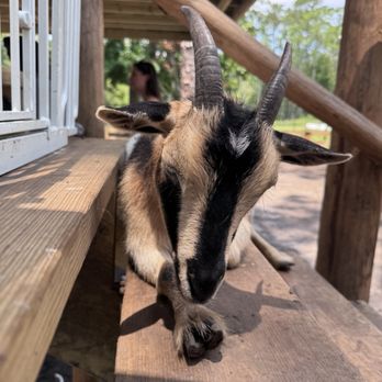 The Fluffy Cow Cafe - Petting Zoos Near Me - St. Augustine, Florida