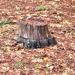 Dylan Stump Removal - Stump they removed!!