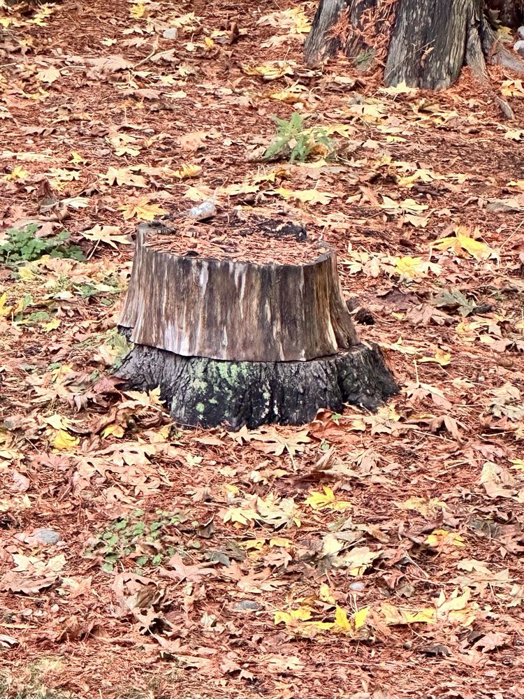 Dylan Stump Removal - tree service in Federal Way, WA