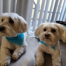 Bear & Buddy - 9 y.o. coton de tulear Bear & Buddy - 9 y.o. coton de tulear