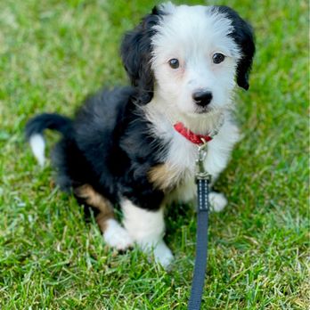 Walnut Valley Puppies - Harriet: Tiny F1B Bernedoodle - Pet Adoption Near Me - Flat Rock, Illinois
