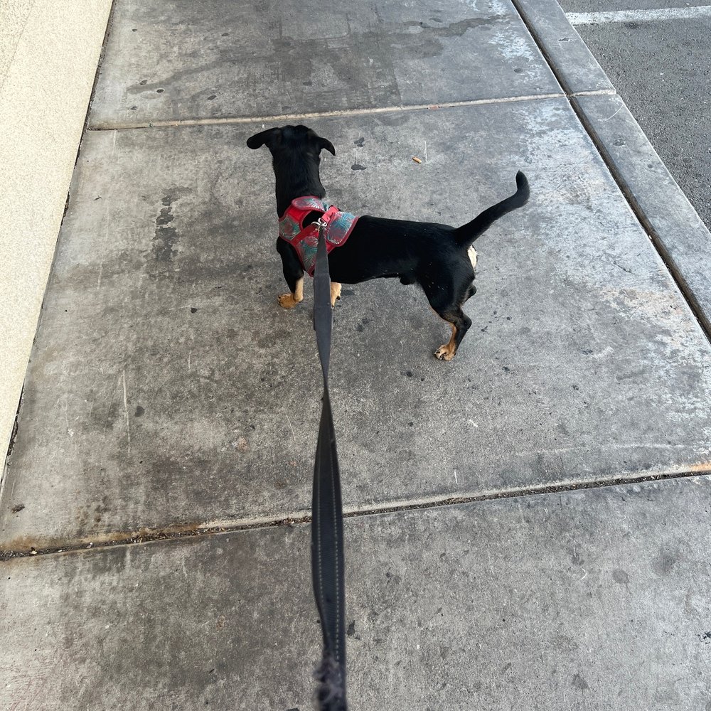 Apache Joes Bar & Grill - a dog on a leash - Bars Near Me - Las Vegas, Nevada
