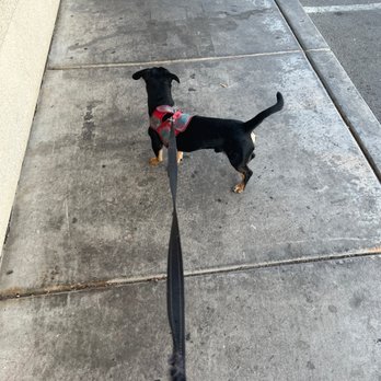 Apache Joes Bar & Grill - a dog on a leash - Bars Near Me - Las Vegas, Nevada Apache Joes Bar & Grill - a dog on a leash - Bars Near Me - Las Vegas, Nevada
