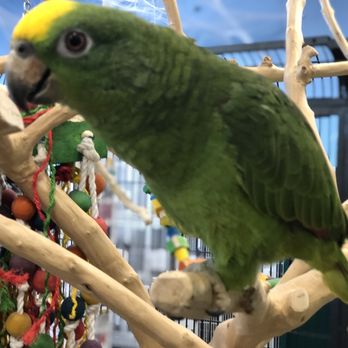 Petland - Yellow Crown Amazon - Pet Stores Near Me - Blue Springs, Missouri