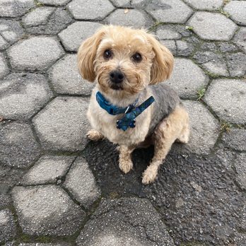 Zen Animals - Pet Groomers Near Me - Brooklyn, New York