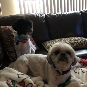 Paw Spa - My old baby Sid with Blu! - Pet Groomers Near Me - Elk Grove, California Paw Spa - My old baby Sid with Blu! - Pet Groomers Near Me - Elk Grove, California
