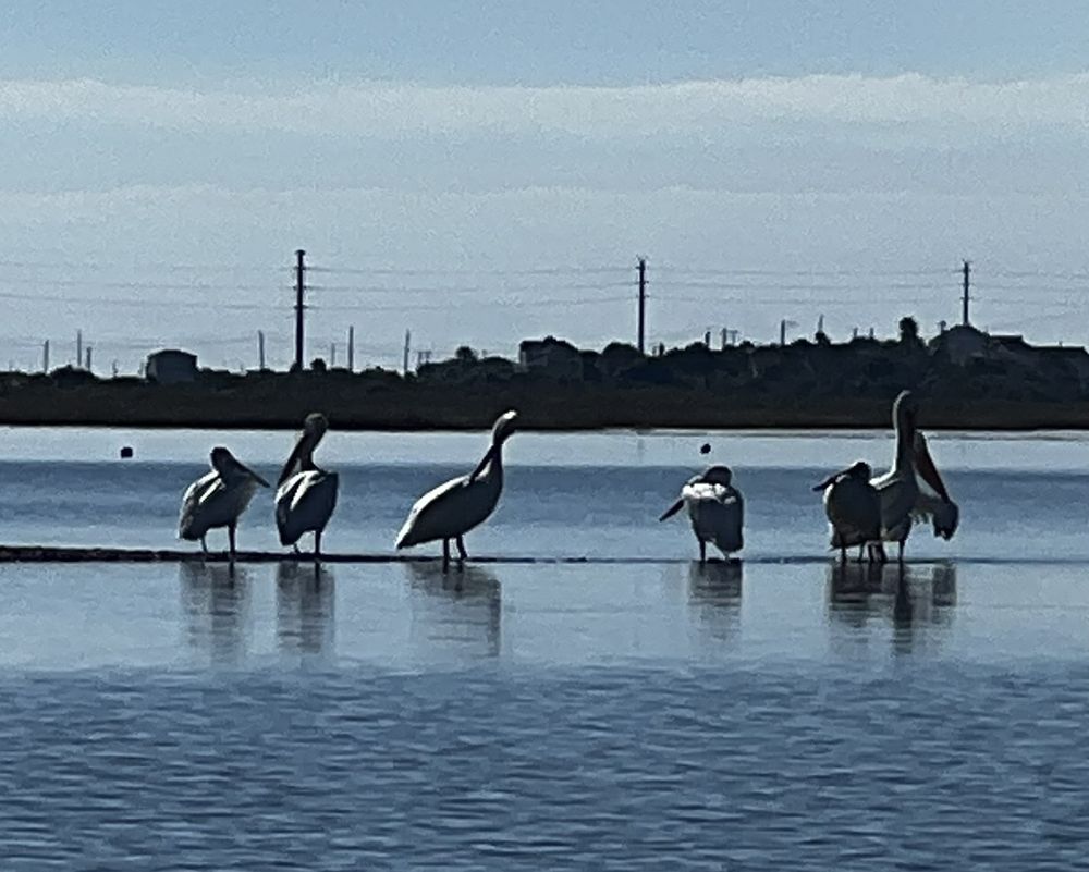 Beach Town Tours Logo
