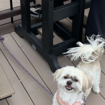 Decoys Seafood - Pet friendly too! Bonus! - Seafood Near Me - Suffolk, Virginia